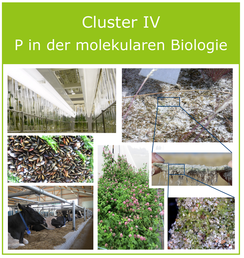 Cluster IV
